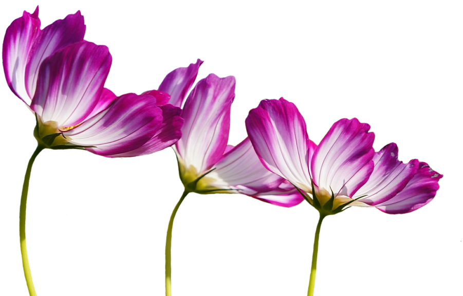 Download Transparent Burgundy Flowers Clipart Png Download (5535185