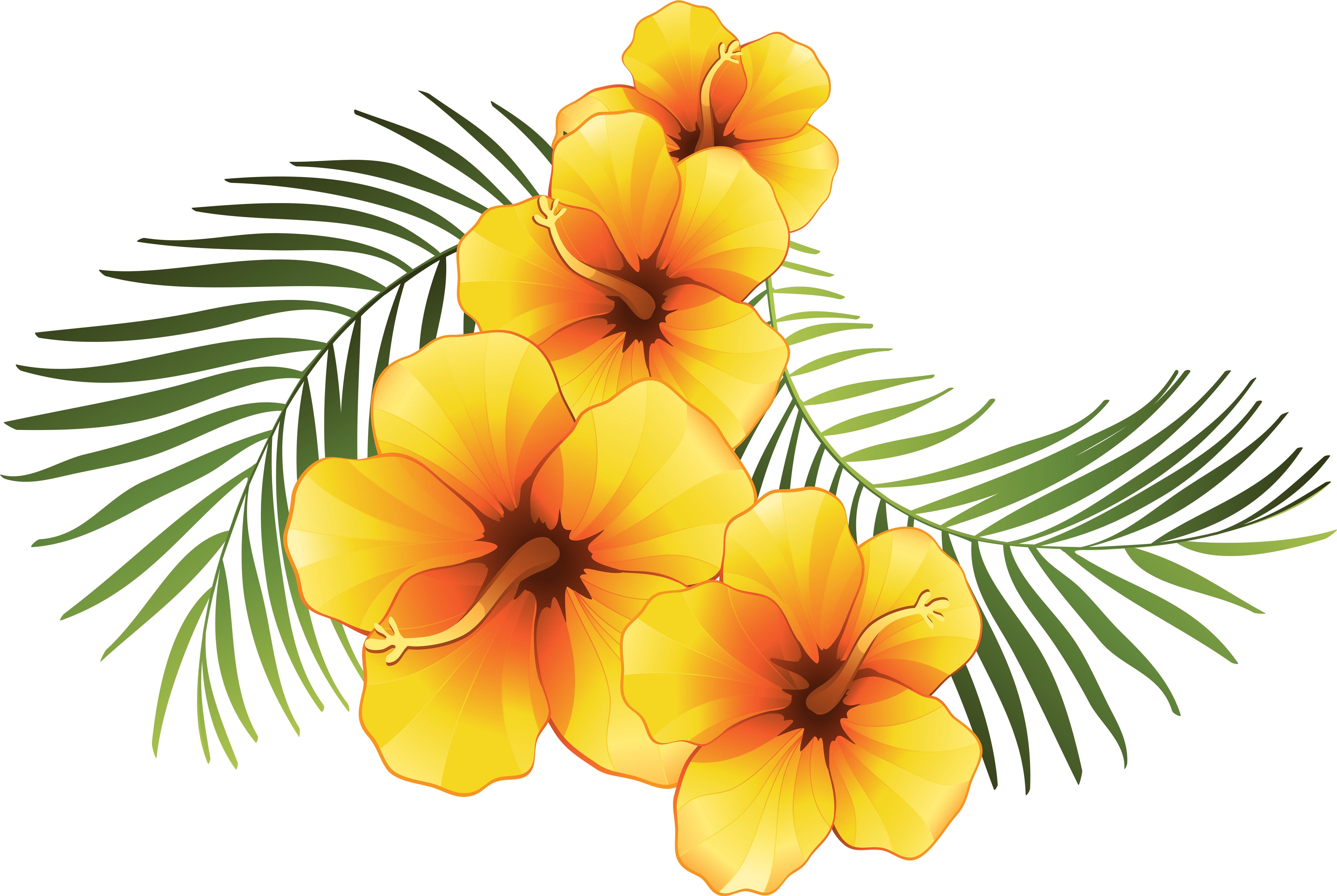 #flower #flowers #orang #caribbean #summer #beach #love - Plumeria Flowers Clip Art - Png Download (3536x2371), Png Download