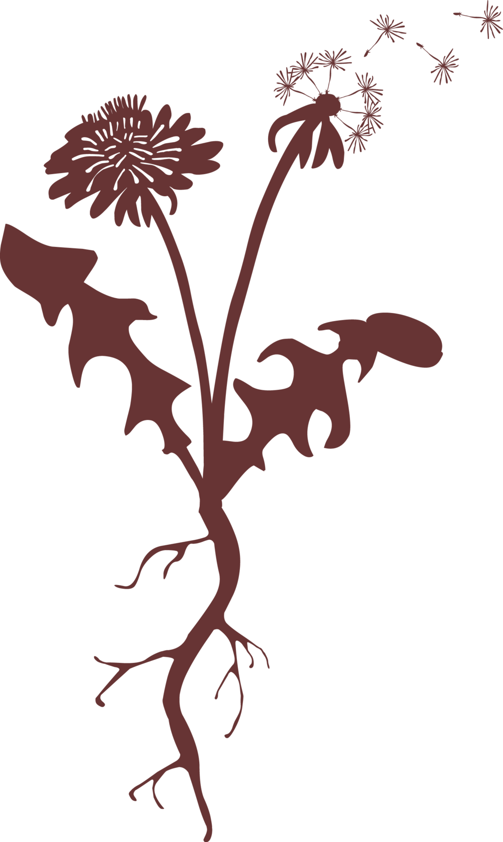 Taproot Image Clipart (1000x1674), Png Download