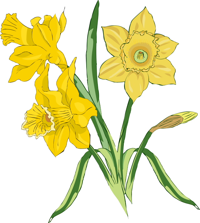 Daffodil Clip Art Free - Transparent Cartoon Daffodil Png (608x677), Png Download