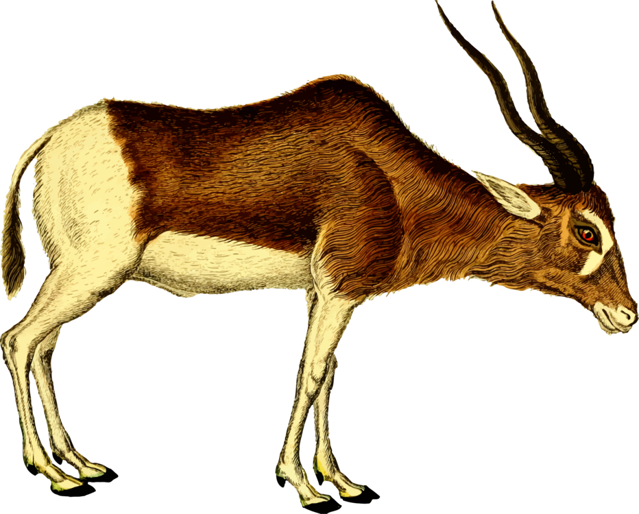 Antelope,cattle Like Mammal,springbok - Antelope Clipart - Png Download (932x750), Png Download