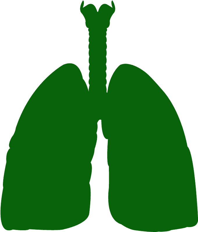 Chica Pulmones Icono Png Clipart (683x800), Png Download
