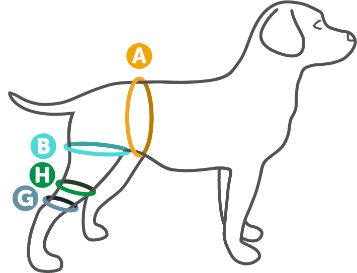 Measure A Dogs Knee Brace Clipart (710x543), Png Download