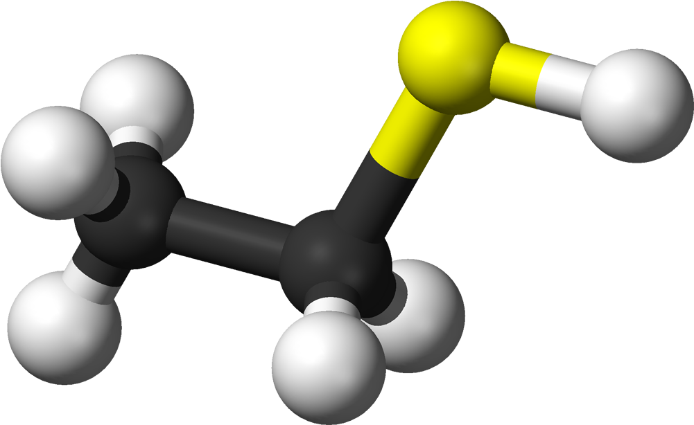 Ball And Stick Model Of The Ethanethiol Molecule - Ethyl Mercaptan Clipart (1100x713), Png Download
