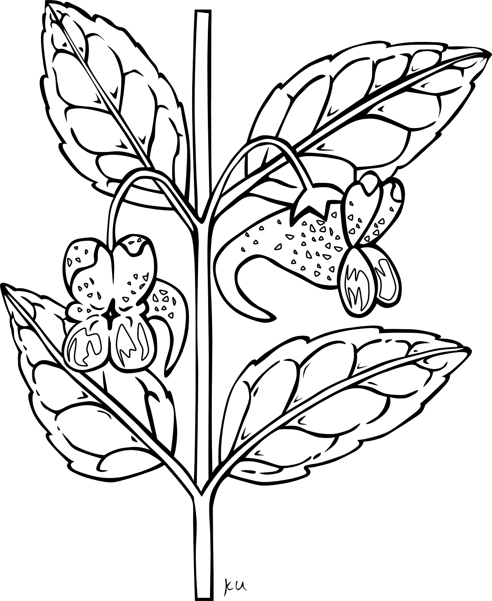 Outline Pictures Of Plants Clipart Full Size Clipart (5540007