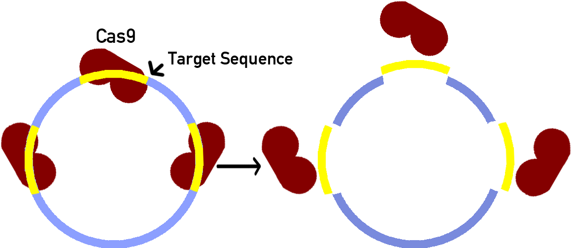 Transparent Sink And Float Clipart - Circle - Png Download (1159x504), Png Download