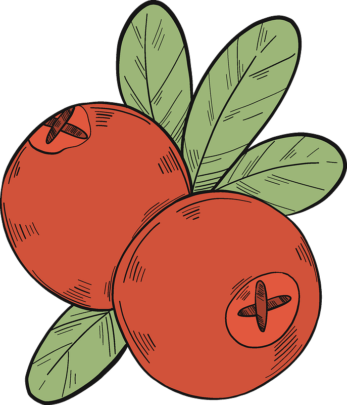 Two Cranberries Clipart - Berry - Png Download (687x800), Png Download