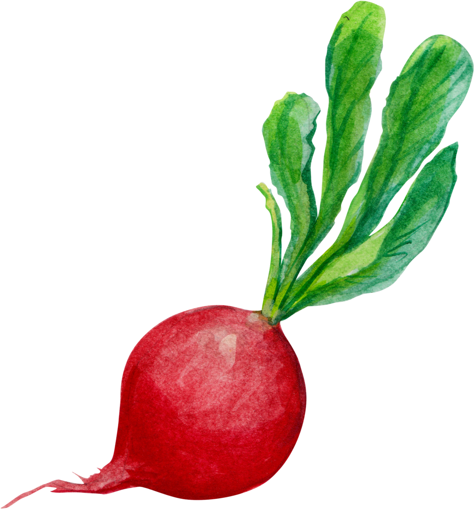 Radish Clipart Transparent 5 - Png Download (1000x1087), Png Download