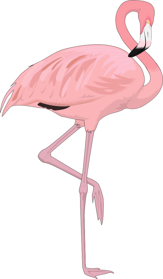 Flamingo Clipart U0026amp - Transparent Background Flamingo Png (555x950), Png Download