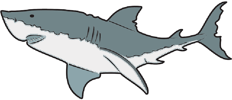 White, Color, Great, Ocean, Shark, Predator - Greatwhite Shark Outline Clipart (800x400), Png Download