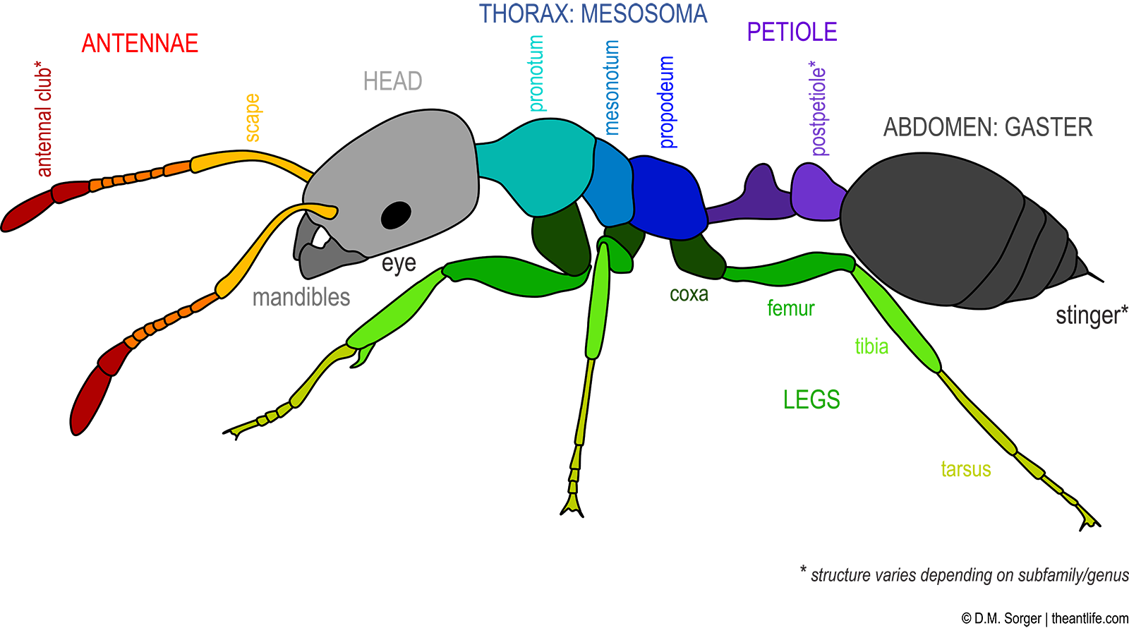 Anatomy The Life - Ant Clipart (1600x890), Png Download