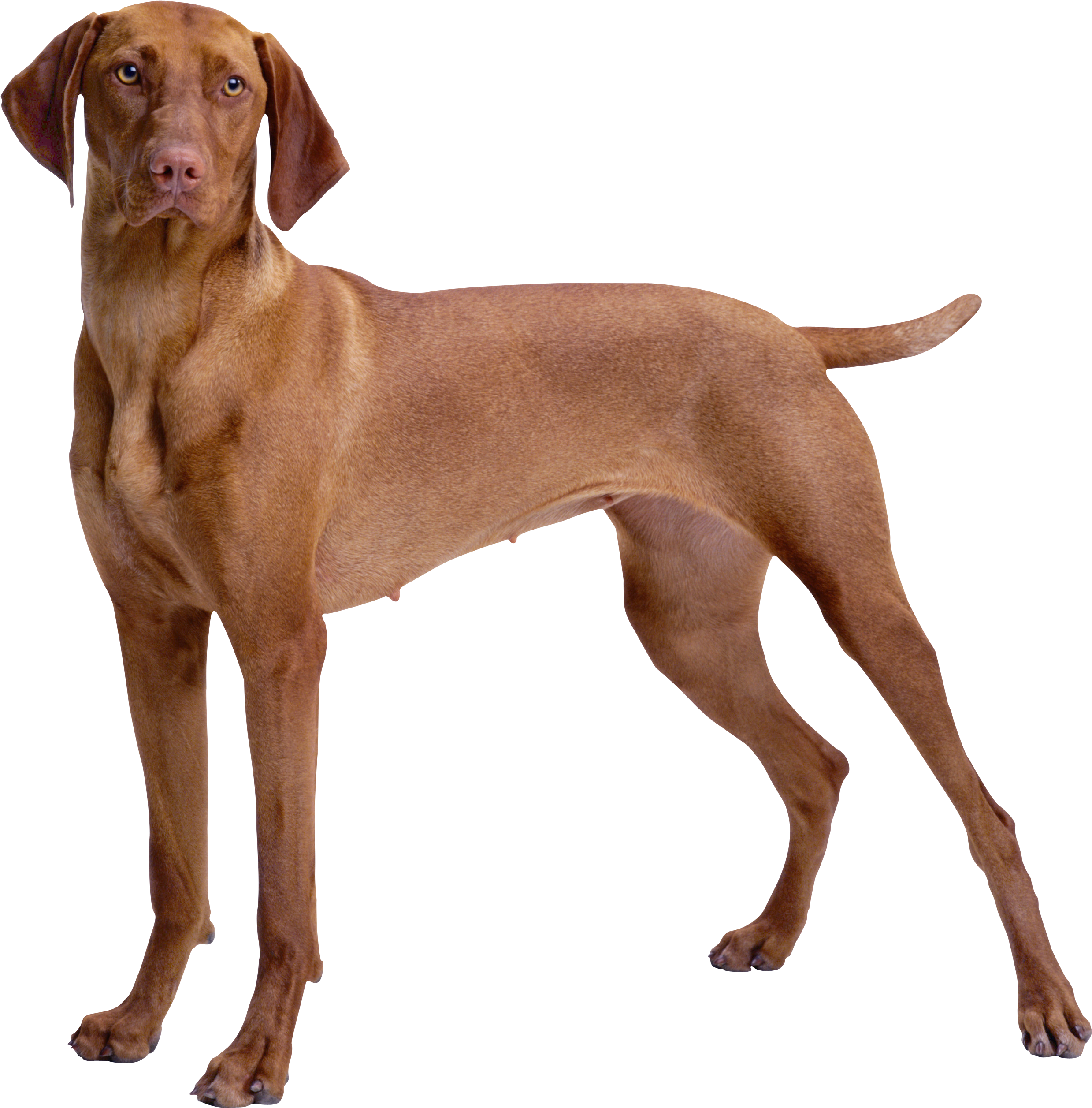 Dog Png Clipart Banner Brown Dog Png Clipart - Vizsla Weimaraner Dog Breeds Transparent Png (2653x2721), Png Download