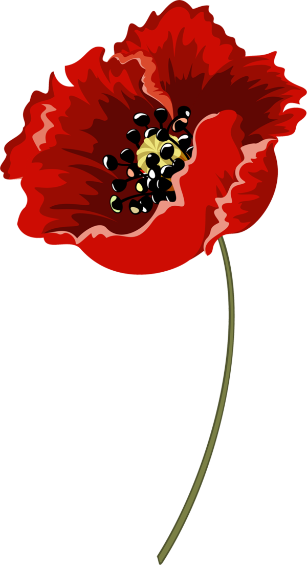 Transparent Family Flower Plant Flora Clipart For People - Poppy - Png Download (600x1104), Png Download
