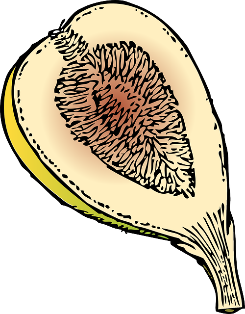 Fig, Fruit, Plant, Ripe, Sweet, Tasty - Fig Clip Art - Png Download (500x640), Png Download