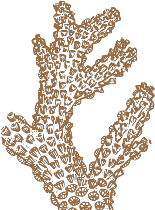 Brown Coral Png Images - Draw Brain Coral Clipart (600x600), Png Download