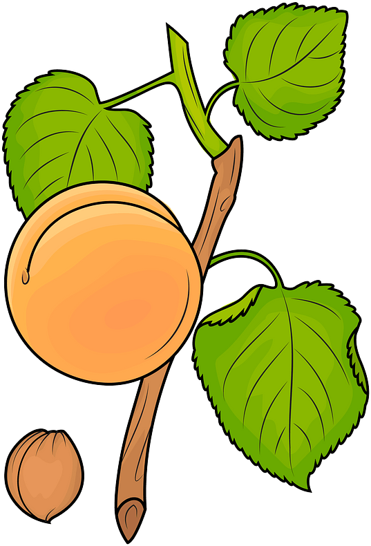 Apricot On The Branch Clipart - Png Download (616x800), Png Download