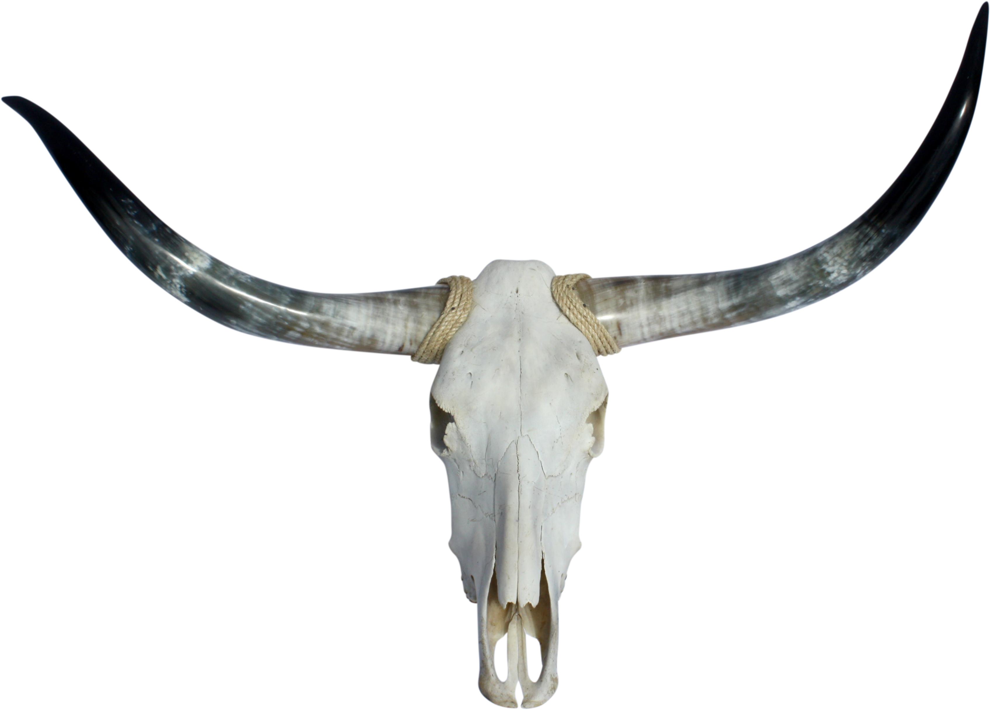 Texas Longhorn English Longhorn Skull - Transparent Bull Skull Png Clipart (3766x2702), Png Download