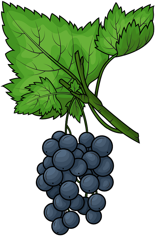 Black Grape Clipart - Seedless Fruit - Png Download (655x800), Png Download