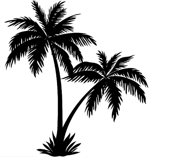 Arecaceae Tree Drawing Pine Clipart (1680x648), Png Download