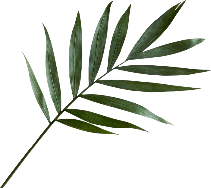 Green Palm Leaf Png Clipart (700x624), Png Download