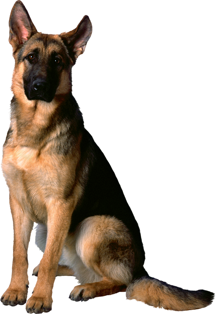 German Shepherd Png Clipart - German Shepherd Golden Retriever Dog Transparent Png (883x1280), Png Download