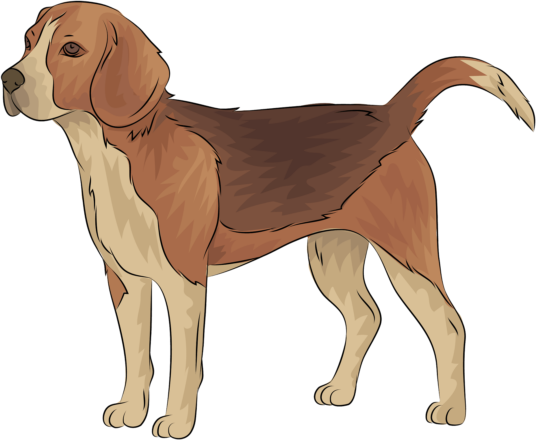 Harrier Clipart (1920x1582), Png Download