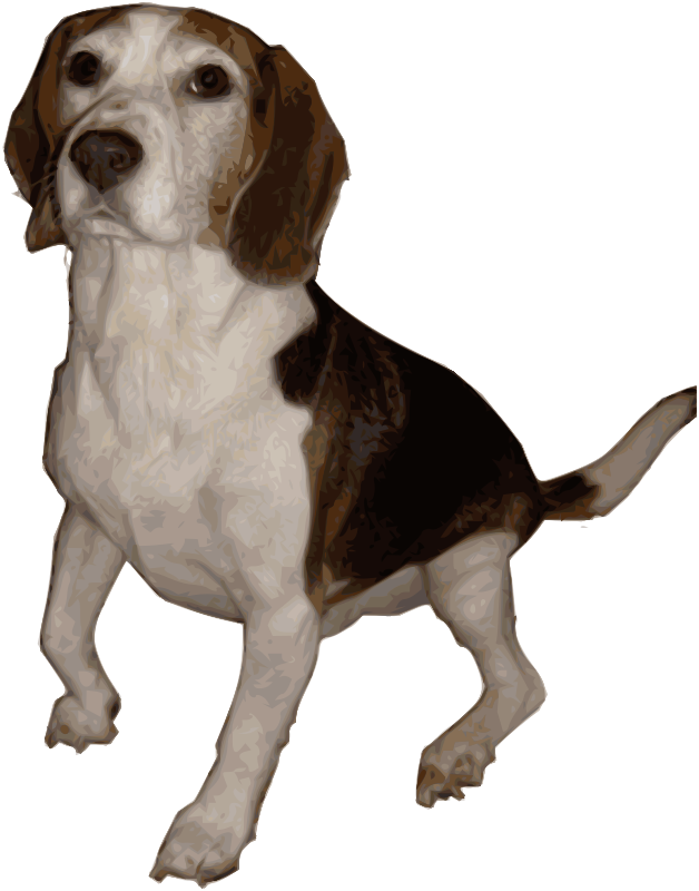 Beagle Medium Version - Beagle Png Clipart (628x800), Png Download