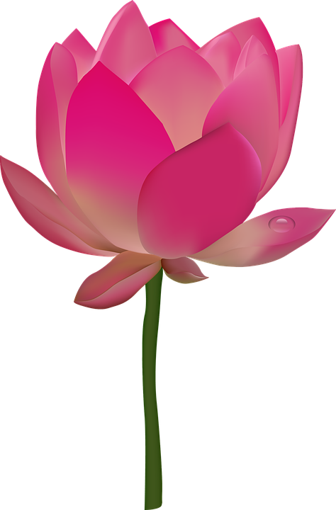 Transparent Pink Flower Emoji Png - Flower Transparent Lotus Png Clipart (474x720), Png Download