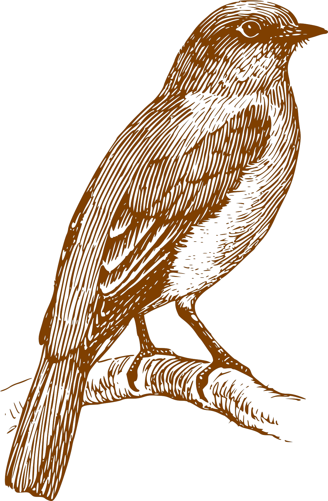 Bluebird Black And White Clipart (1600x1600), Png Download