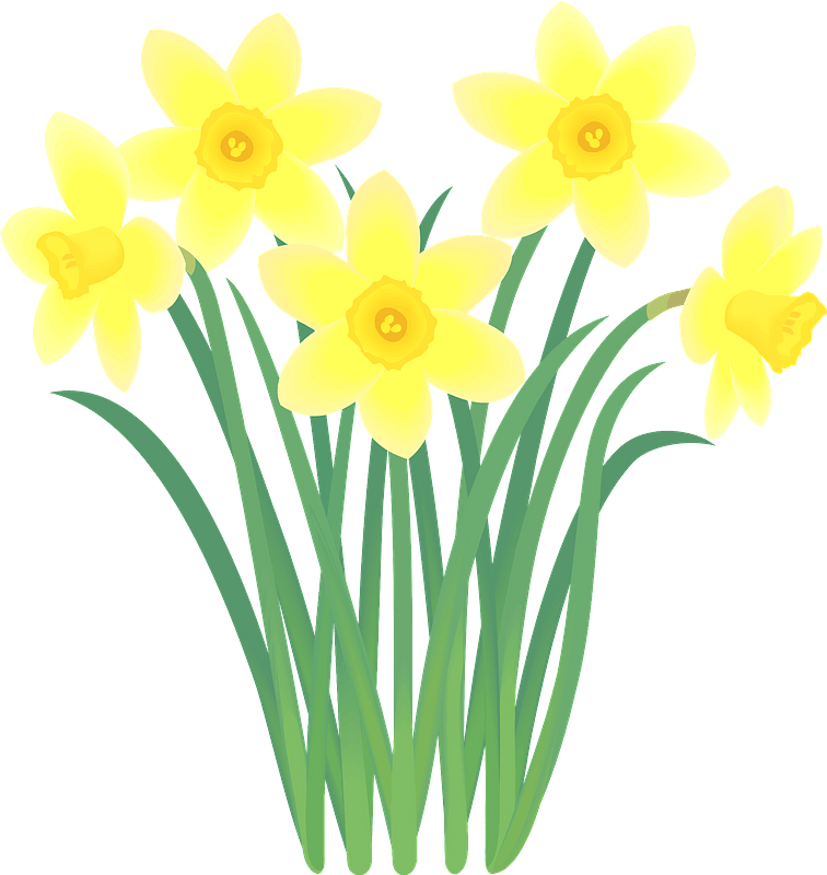Download Narcissus Flower Clipart - 水仙 の 花 イラスト - Png Download