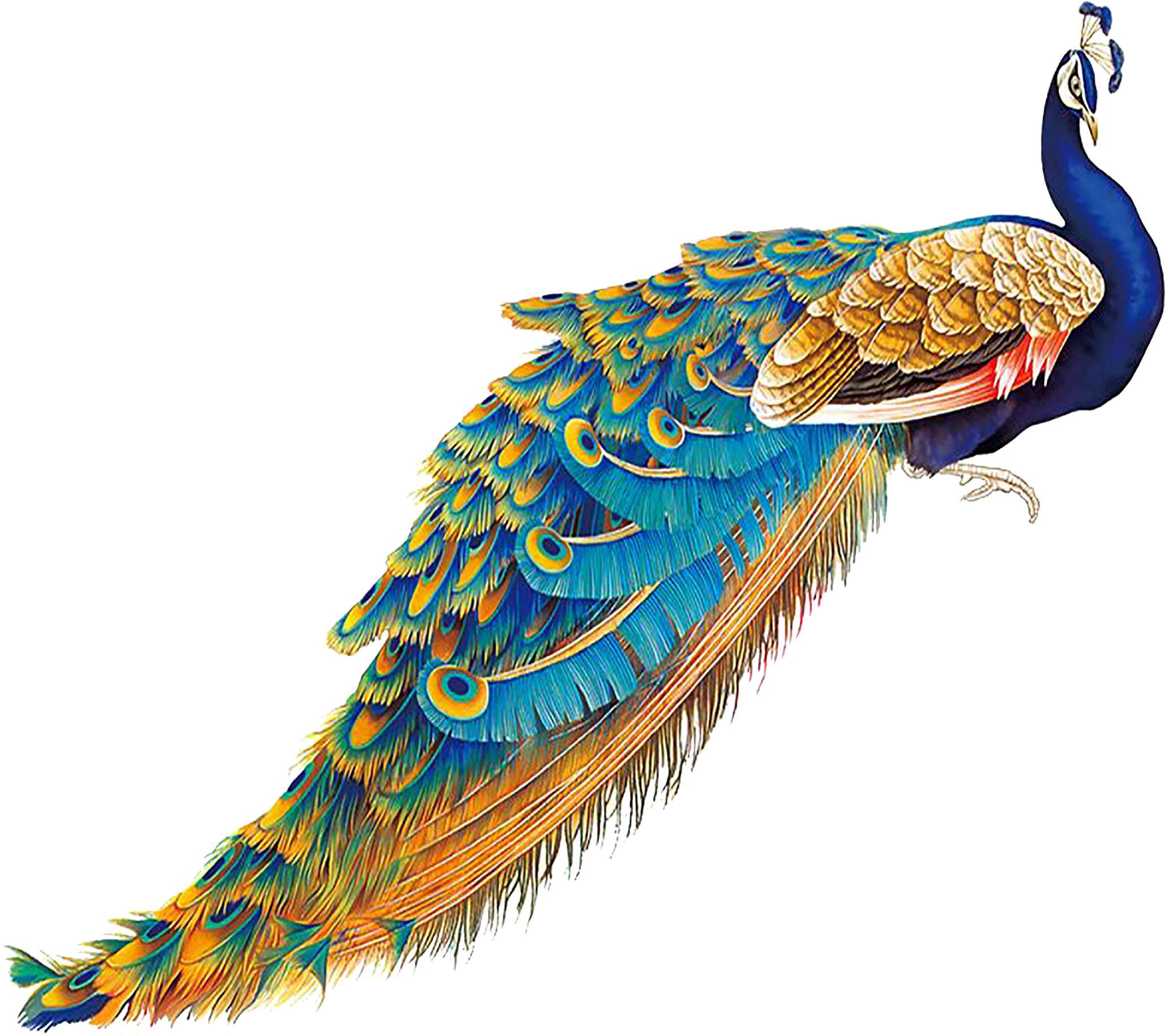 Peacock Illustration Clipart (2057x2057), Png Download