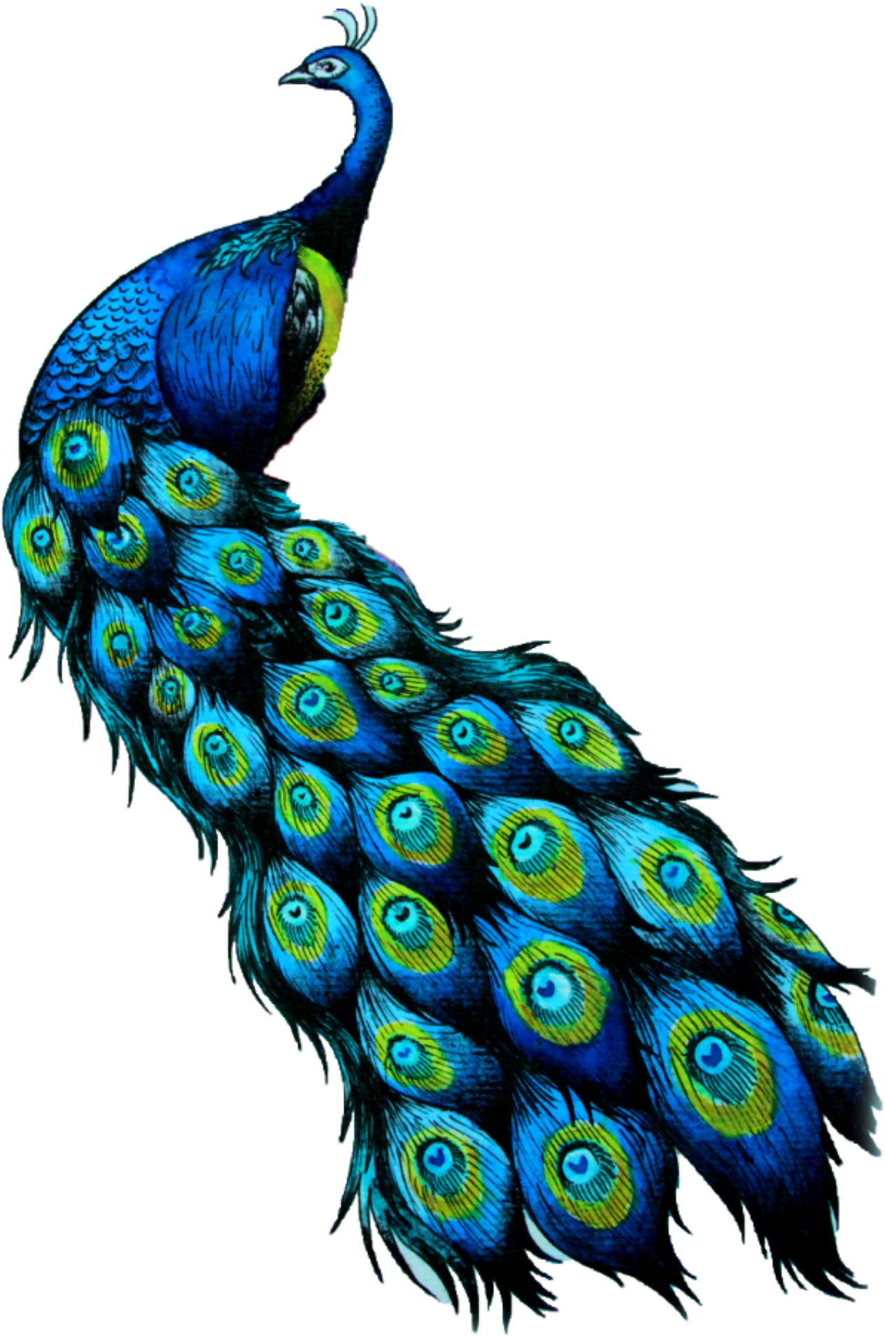 #peacock - Peafowl Clipart (2289x2289), Png Download