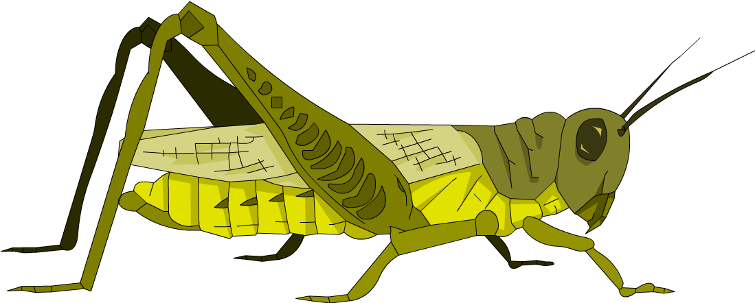 Grasshopper Clipart Invertebrate - Grasshopper Cartoon - Png Download (1098x910), Png Download