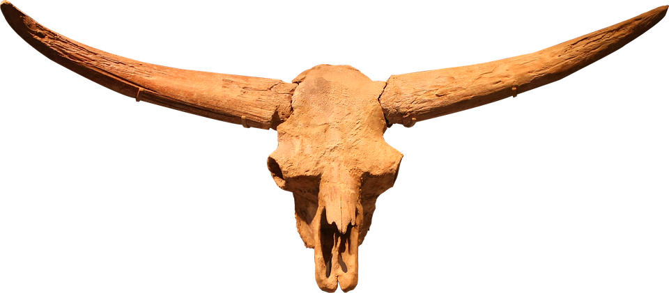 Latifrons Bison Skull Clipart (960x421), Png Download