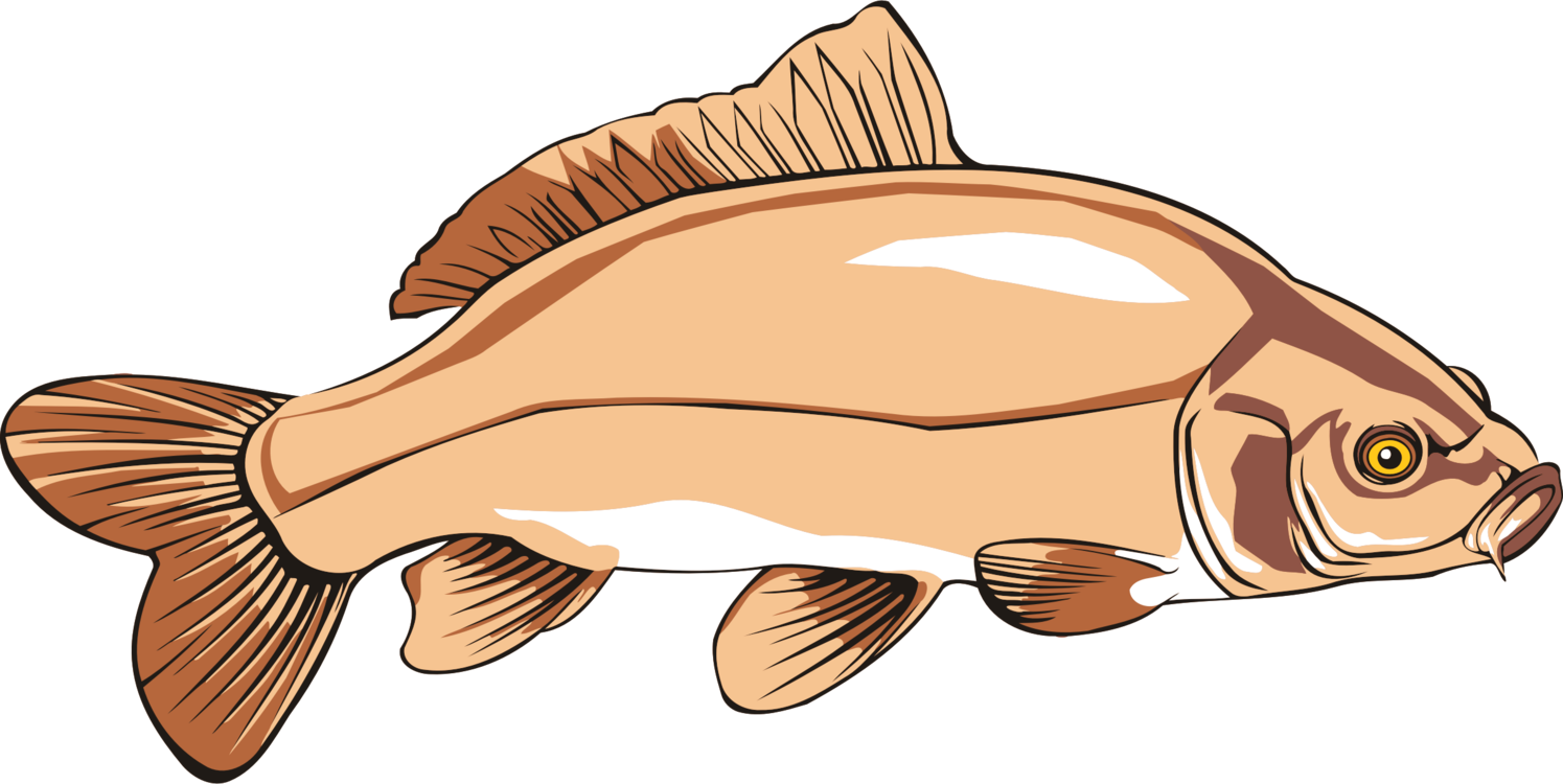Trout Clipart Carp Carp Clipart Png Download Full Size Clipart 5561764 Pinclipart