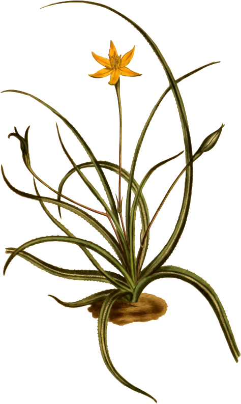 Saw-leaved Hypoxis - Hypoxis Clipart (474x794), Png Download