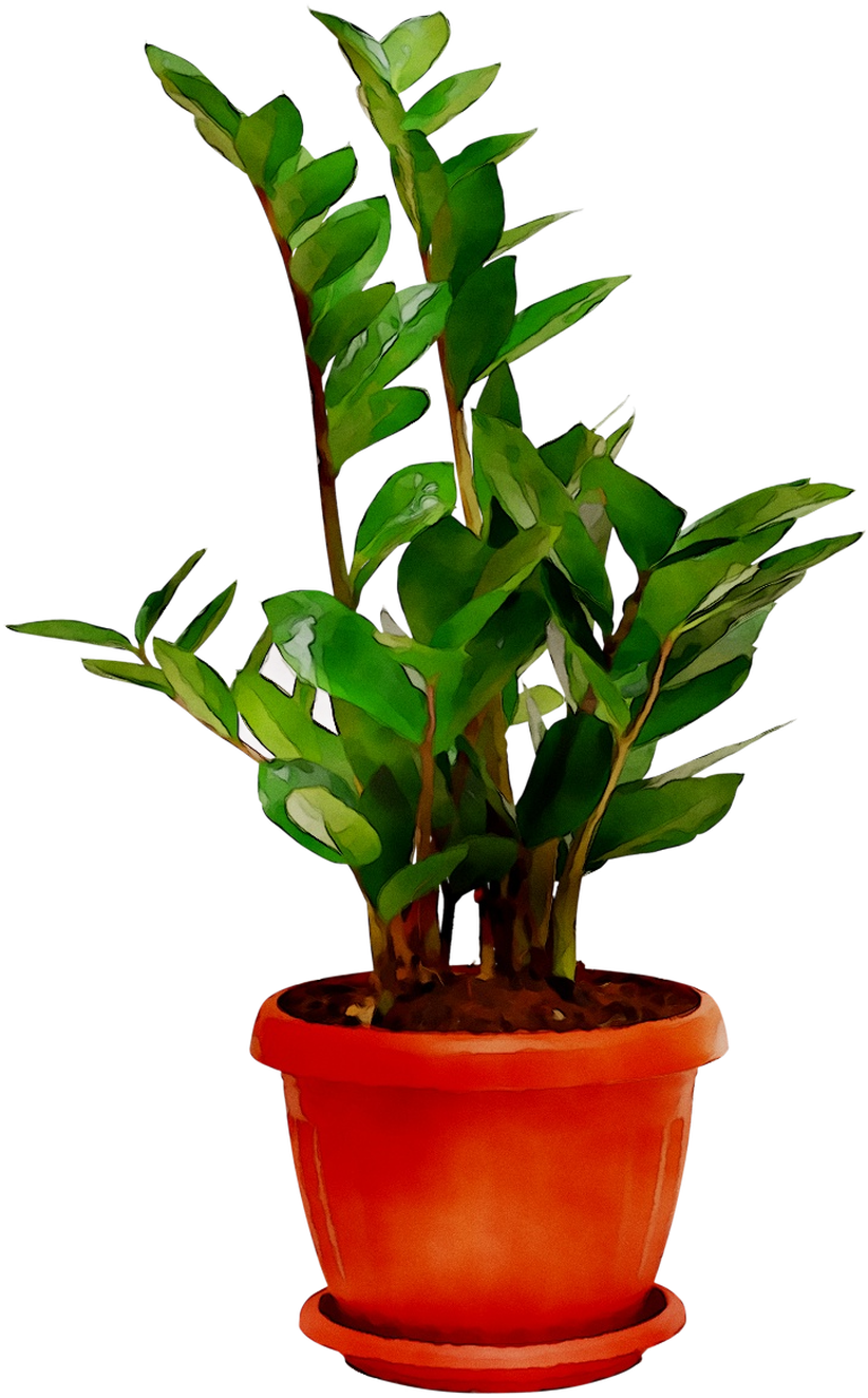 Plants Houseplant Room Sala Free Frame Clipart - Houseplant - Png Download (822x1324), Png Download