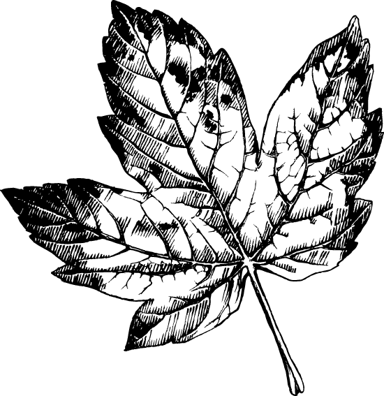 Illustration Clipart (550x567), Png Download