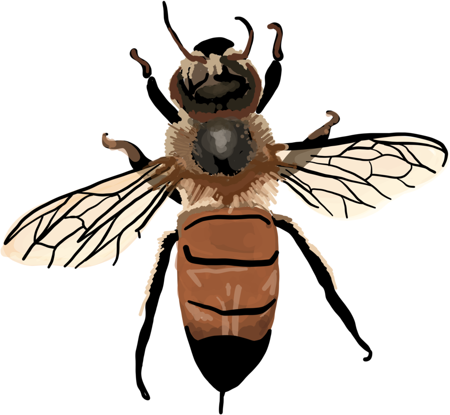 Vintage Honey Bee Clipart , Png Download - Apis Mellifera Clip Art Transparent Png (900x829), Png Download