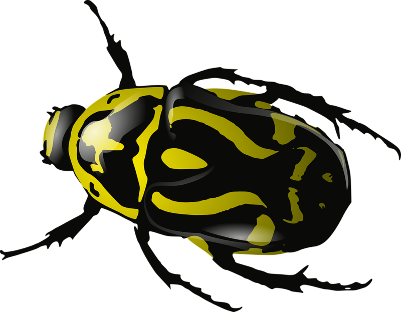 Bug Black And White Clipart (640x480), Png Download