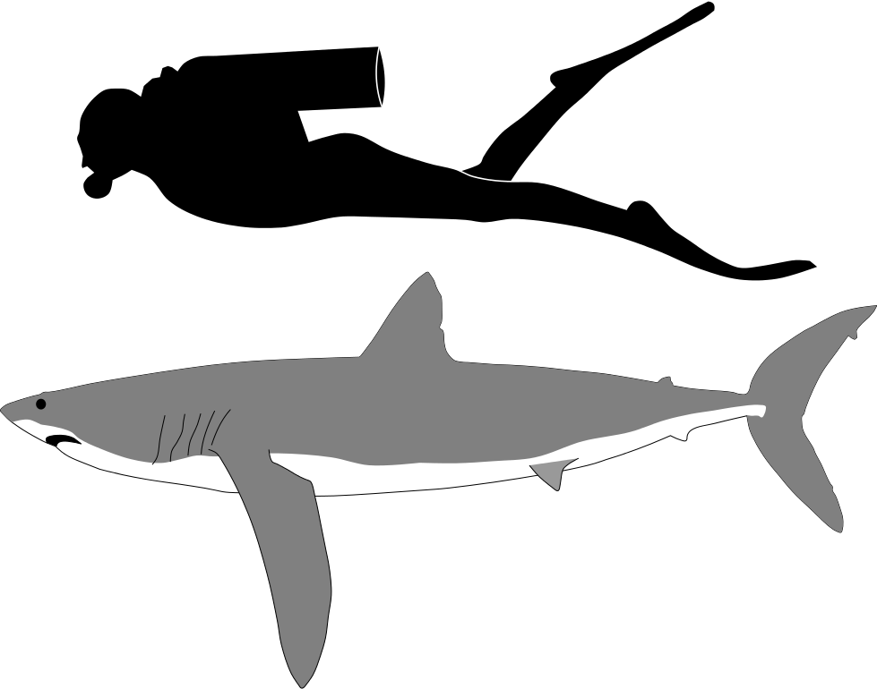 Goblin Shark Tiger Shark Great White Shark - Longfin Mako Shark Size Clipart (979x770), Png Download