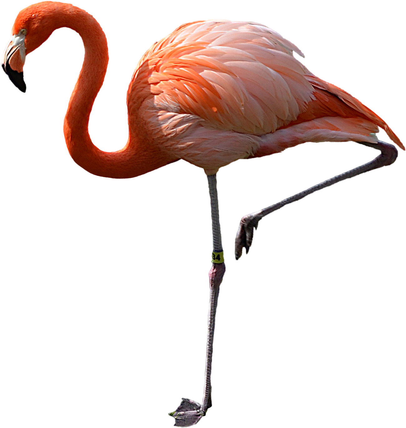 Flamingo Clipart Transparent Background - Flamingo Transparent - Png Download (1600x1811), Png Download