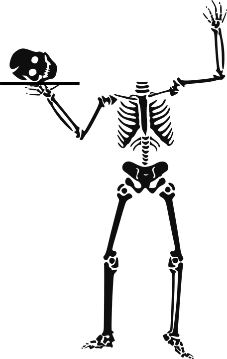 Skeleton Clip Art - Png Download (456x720), Png Download