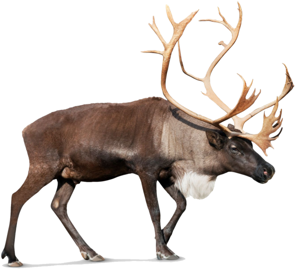 Transparent Background Reindeer Png Clipart (640x574), Png Download