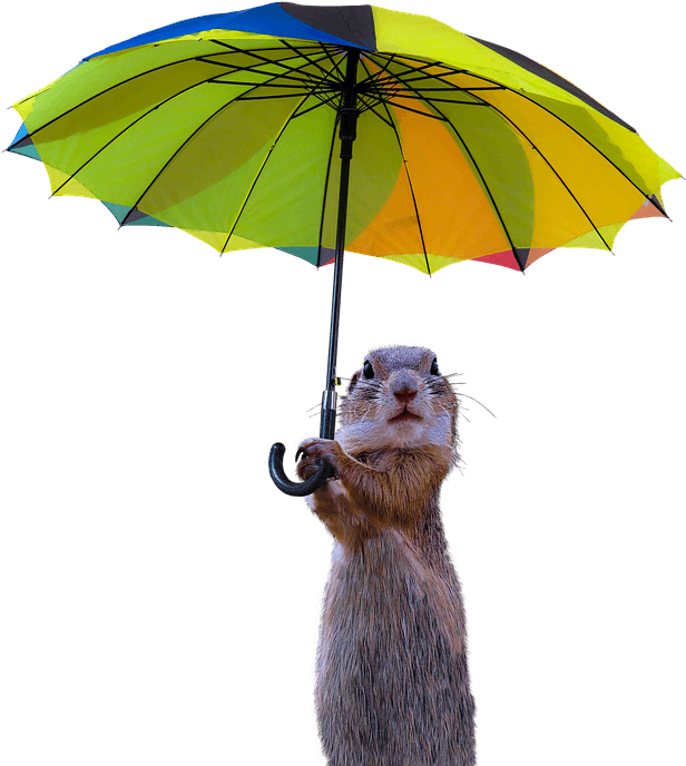 Meerkat In Rain Clipart (720x720), Png Download