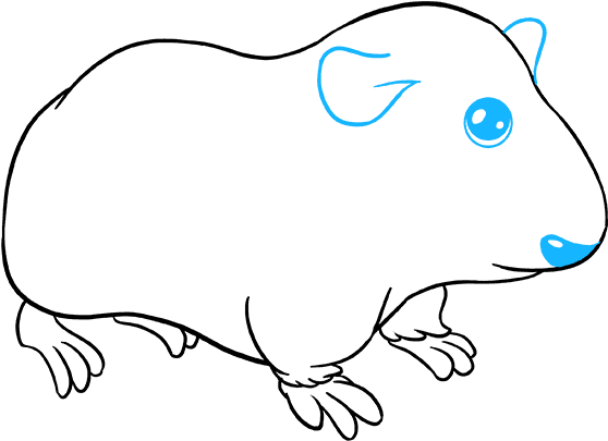 How To Draw Guinea Pig - Draw A Guinea Pig Step Clipart (680x678), Png Download