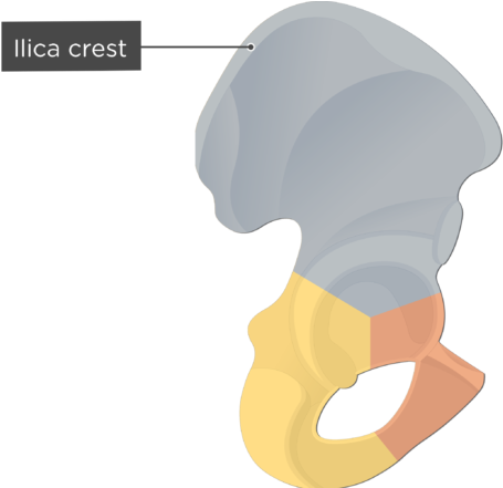 Transparent Bone Colored - Anterior Superior Iliac Spine Separate Bone Clipart (770x440), Png Download