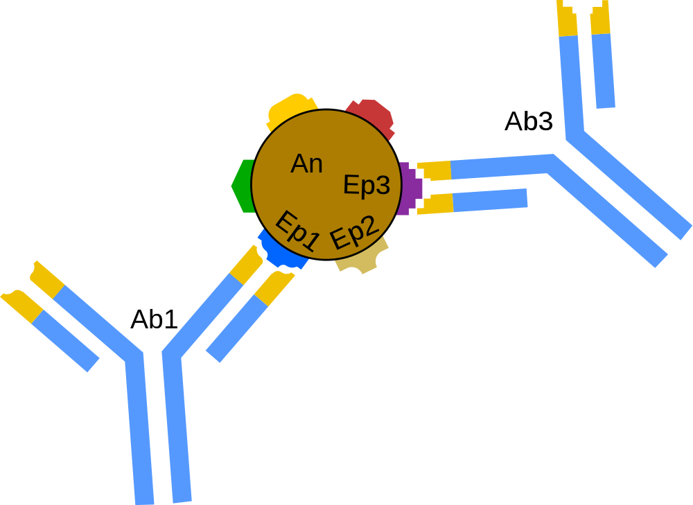 Flatworm Diagram - Antigen Antibody Svg Clipart (1000x729), Png Download