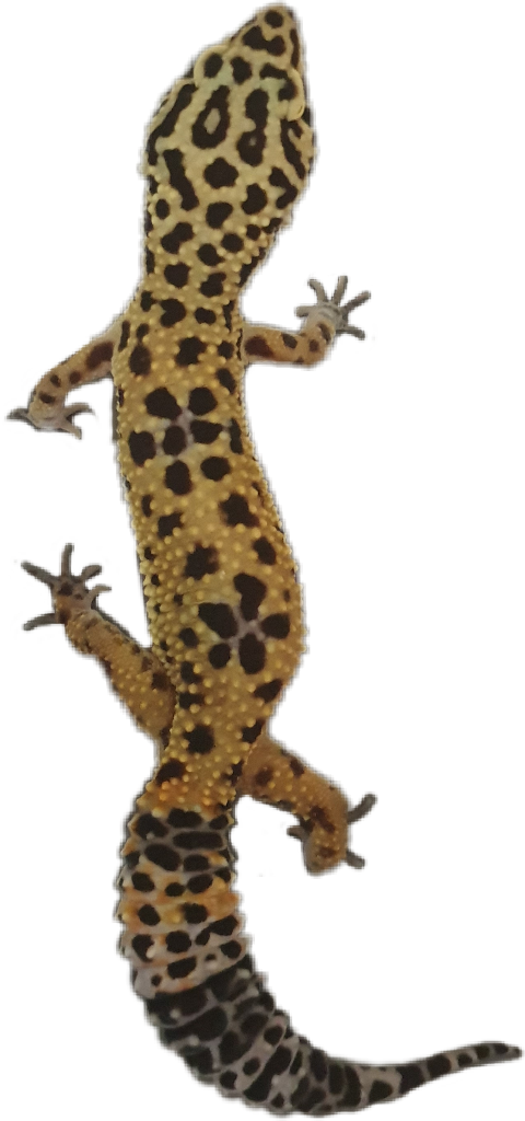 Banded Geckos Clipart (480x1024), Png Download