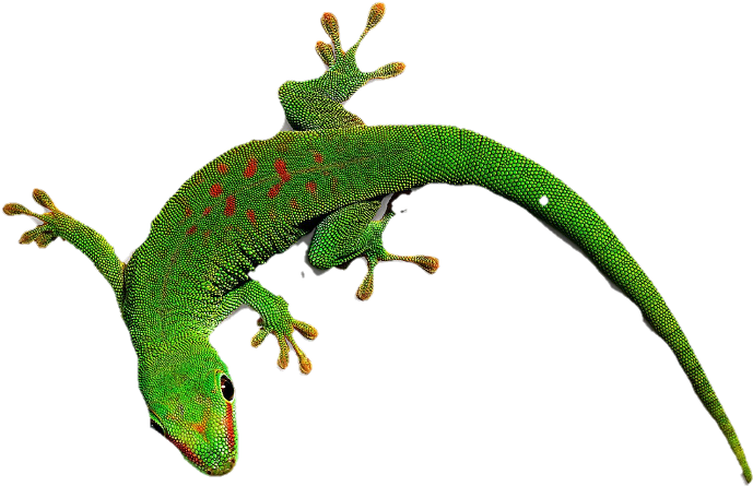 Geko Clip Art - Png Download (718x480), Png Download